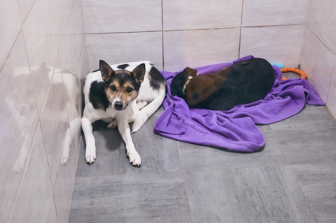 Patron Pet Center на ВДНГ: робота притулку для тварин2