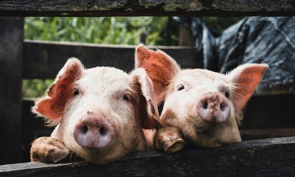 KSG Agro наростила прибуток у 6,7 раза попри падіння виручки