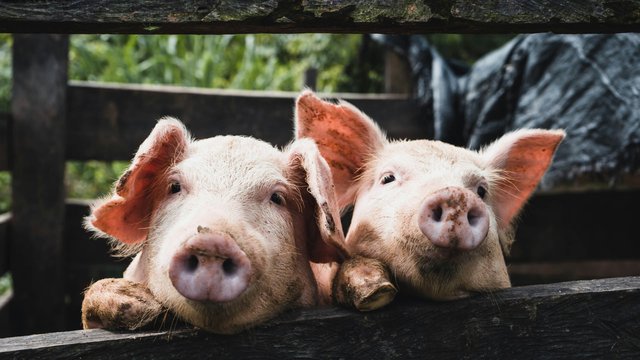 KSG Agro наростила прибуток у 6,7 раза попри падіння виручки0