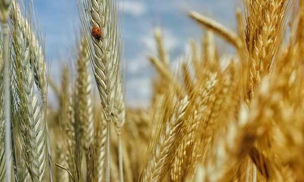 Аграрії скоротять посіви на мільйони гектарів: прогноз Мінагрополітики
