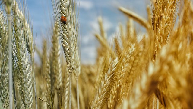 Аграрії скоротять посіви на мільйони гектарів: прогноз Мінагрополітики