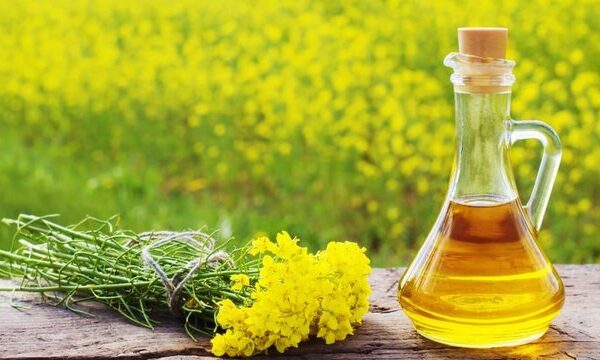 Ріпак: українські переробники зростили використання втричі