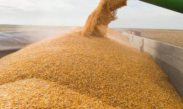 Зібрано 26 мільйонів тонн: аграрії намолотили рекордний урожай із половини полів