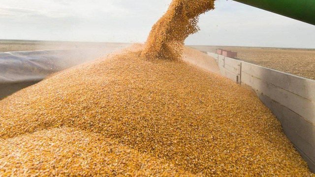 Зібрано 26 мільйонів тонн: аграрії намолотили рекордний урожай із половини полів0