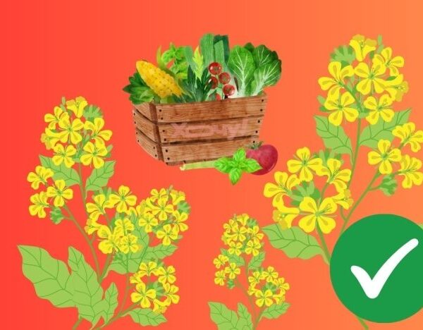 Сіємо гірчицю восени: посів під зиму та правила сусідства на городі