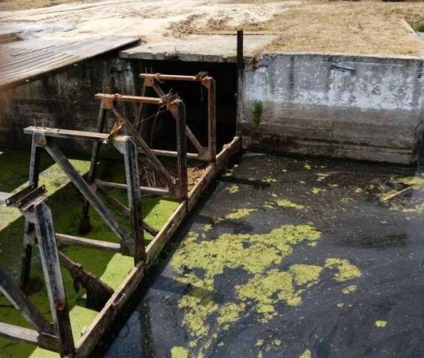 Екологи досліджують “цвітіння” річки Остер на Чернігівщині