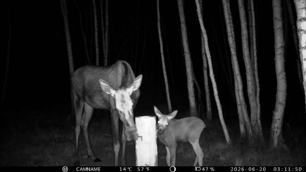 Кабани в лісовій фотопастці