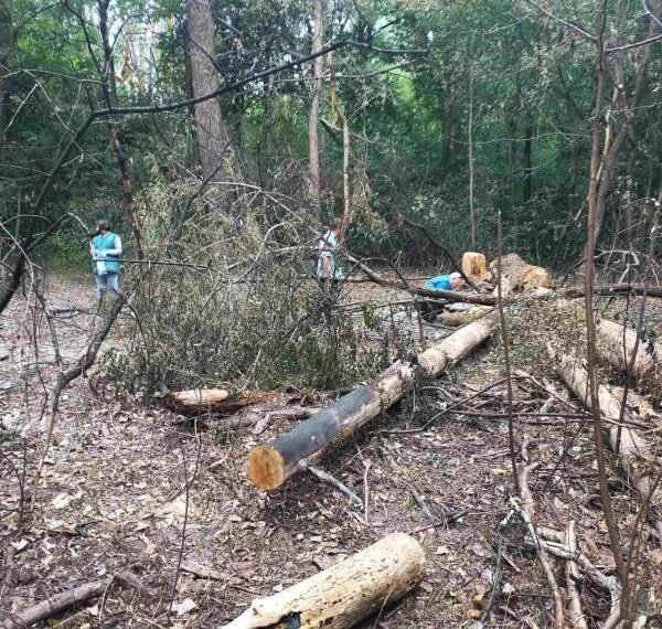 Російський дрон знищив 24 дерева на понад пів мільйона гривень у Чернігові